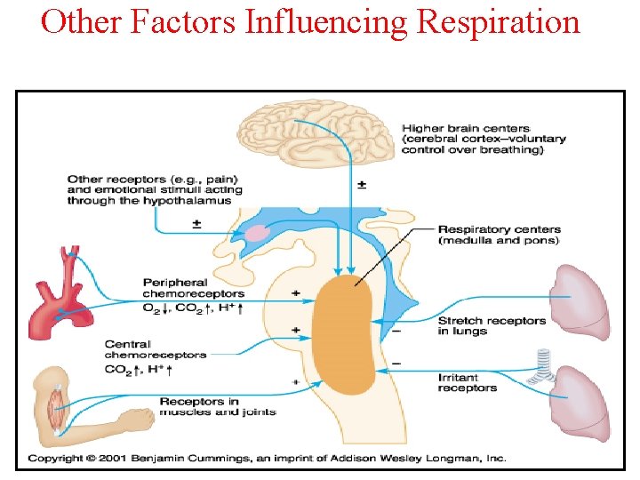 Other Factors Influencing Respiration 