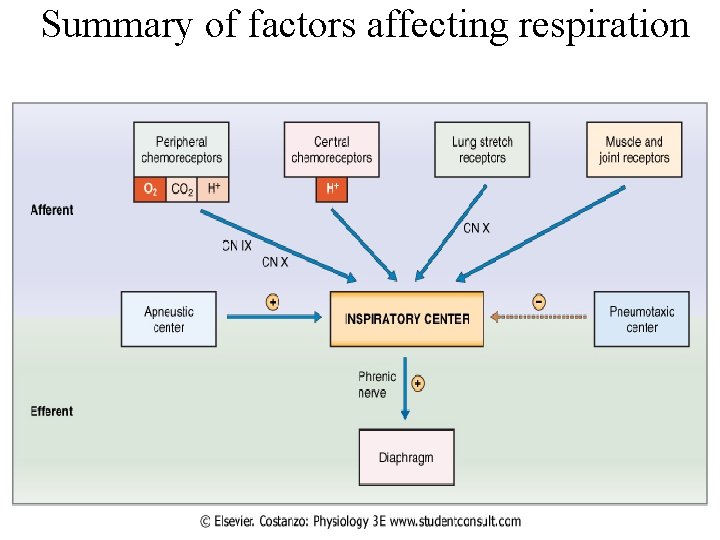  Summary of factors affecting respiration 