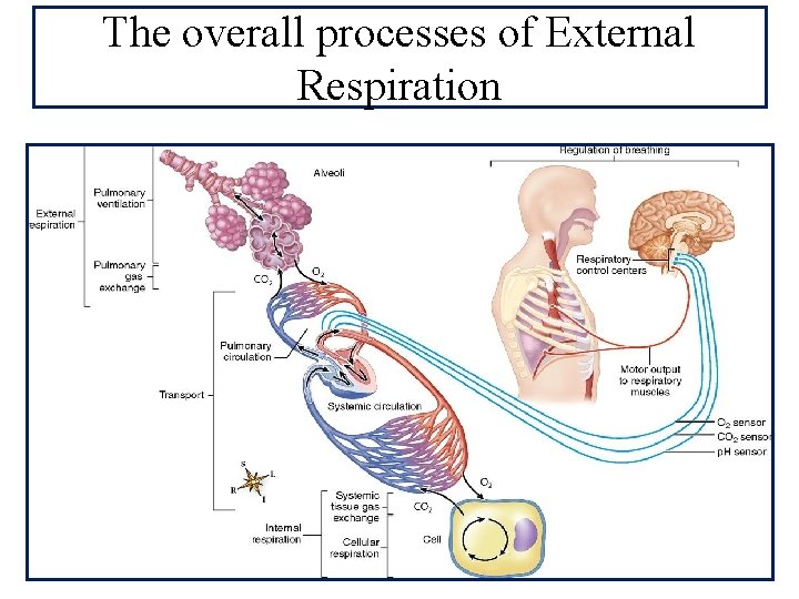 The overall processes of External Respiration 