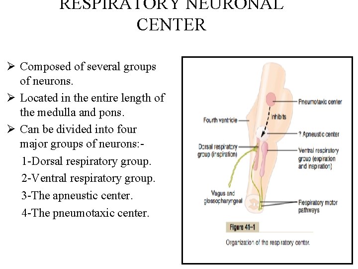 RESPIRATORY NEURONAL CENTER Ø Composed of several groups of neurons. Ø Located in the