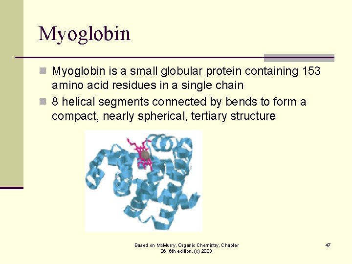 Myoglobin n Myoglobin is a small globular protein containing 153 amino acid residues in