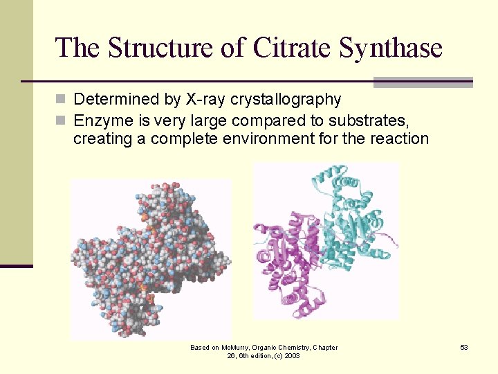 The Structure of Citrate Synthase n Determined by X-ray crystallography n Enzyme is very