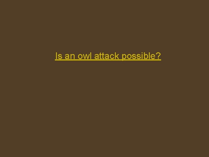Is an owl attack possible? 