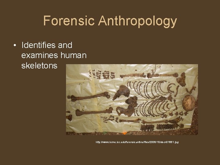 Forensic Anthropology • Identifies and examines human skeletons http: //www. bumc. bu. edu/forensicanthro/files/2008/10/dscn 01881.