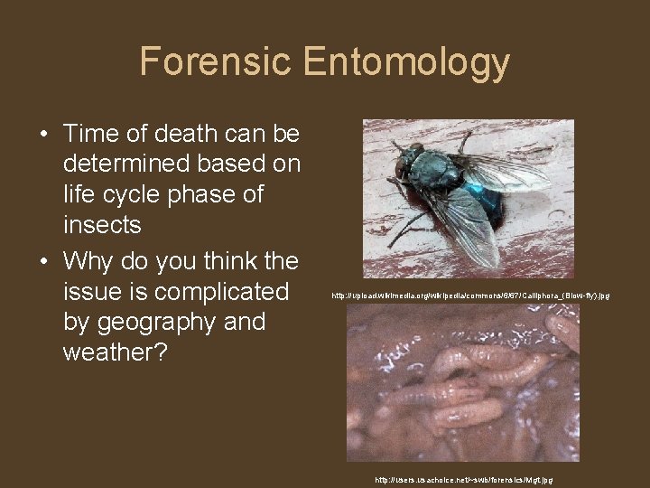 Forensic Entomology • Time of death can be determined based on life cycle phase