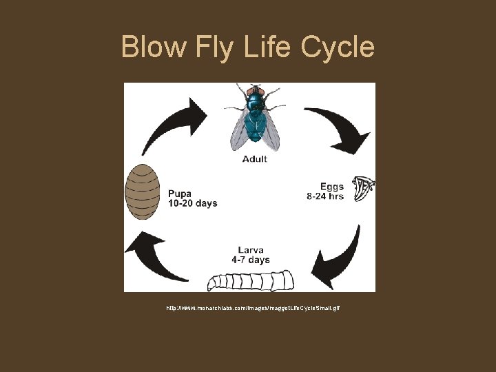 Blow Fly Life Cycle http: //www. monarchlabs. com/images/maggot. Life. Cycle. Small. gif 