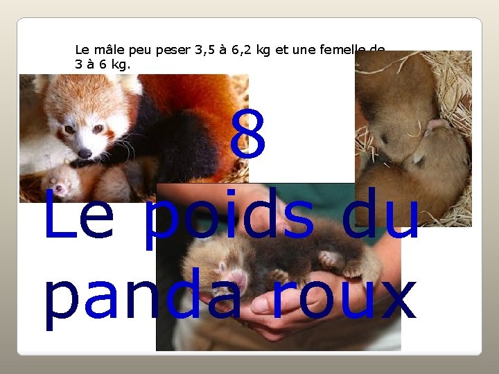 Le mâle peu peser 3, 5 à 6, 2 kg et une femelle de