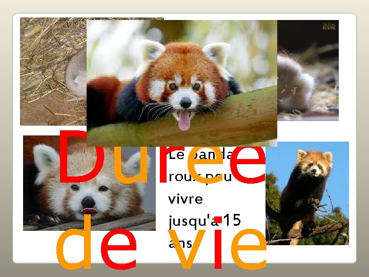  4 Durée de vie Le panda roux peu vivre jusqu'a 15 ans 