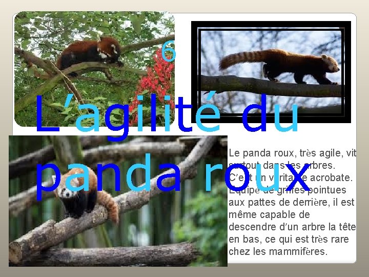  6 L’agilité du panda roux Le panda roux, très agile, vit surtout dans