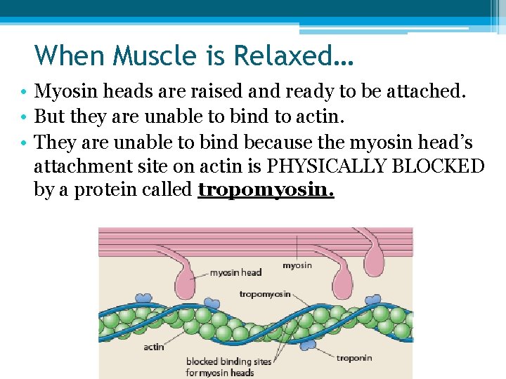 When Muscle is Relaxed… • Myosin heads are raised and ready to be attached.
