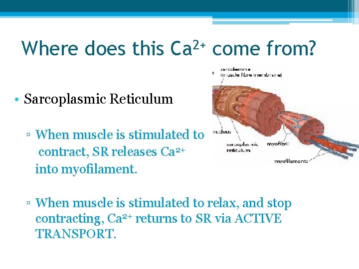 Where does this Ca 2+ come from? • Sarcoplasmic Reticulum ▫ When muscle is