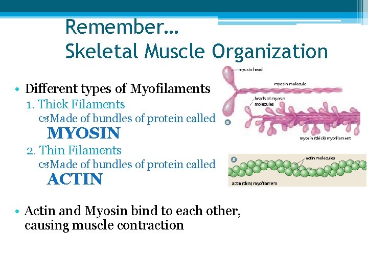 Remember… Skeletal Muscle Organization • Different types of Myofilaments 1. Thick Filaments Made of