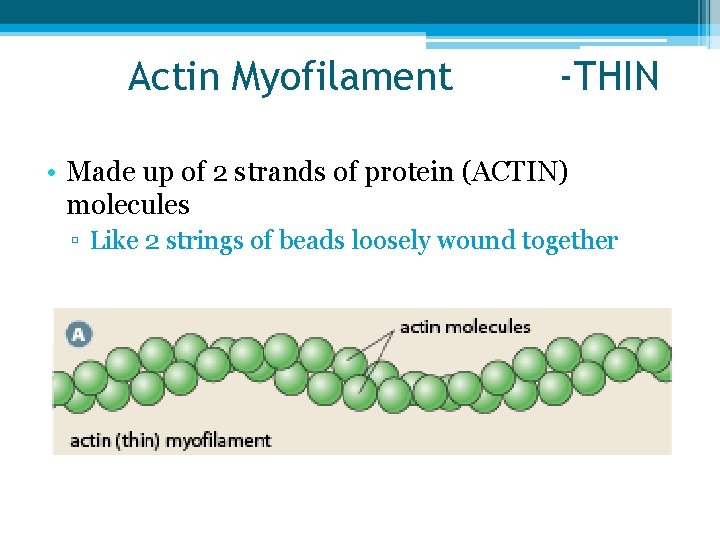Actin Myofilament -THIN • Made up of 2 strands of protein (ACTIN) molecules ▫
