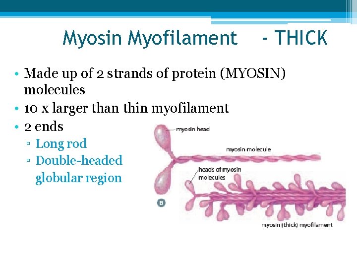 Myosin Myofilament - THICK • Made up of 2 strands of protein (MYOSIN) molecules