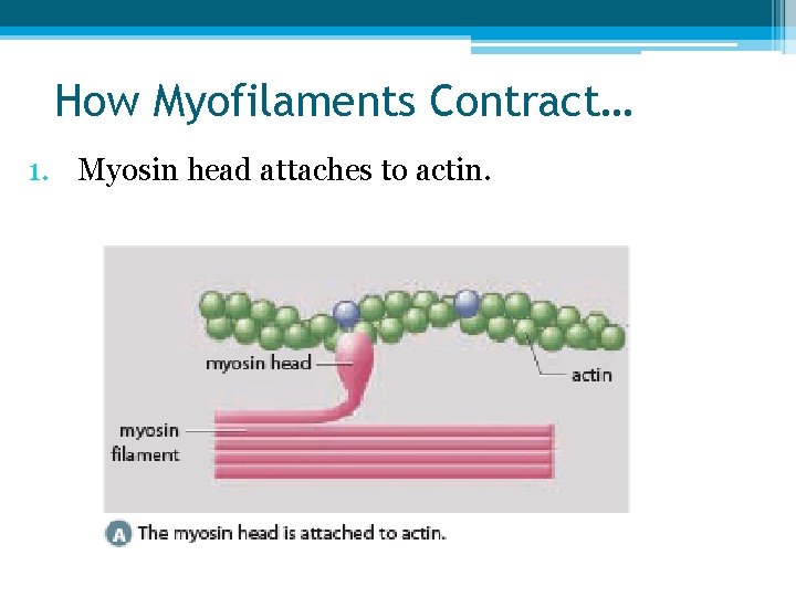 How Myofilaments Contract… 1. Myosin head attaches to actin. 