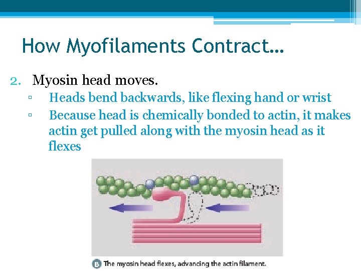 How Myofilaments Contract… 2. Myosin head moves. ▫ ▫ Heads bend backwards, like flexing