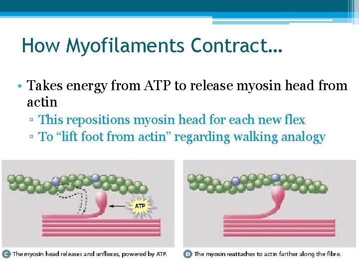 How Myofilaments Contract… • Takes energy from ATP to release myosin head from actin