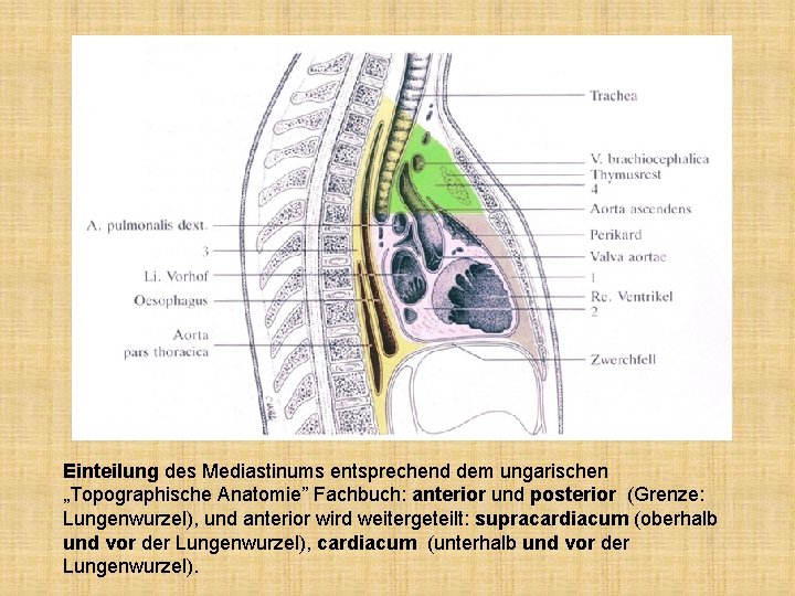 Einteilung des Mediastinums entsprechend dem ungarischen „Topographische Anatomie” Fachbuch: anterior und posterior (Grenze: Lungenwurzel),