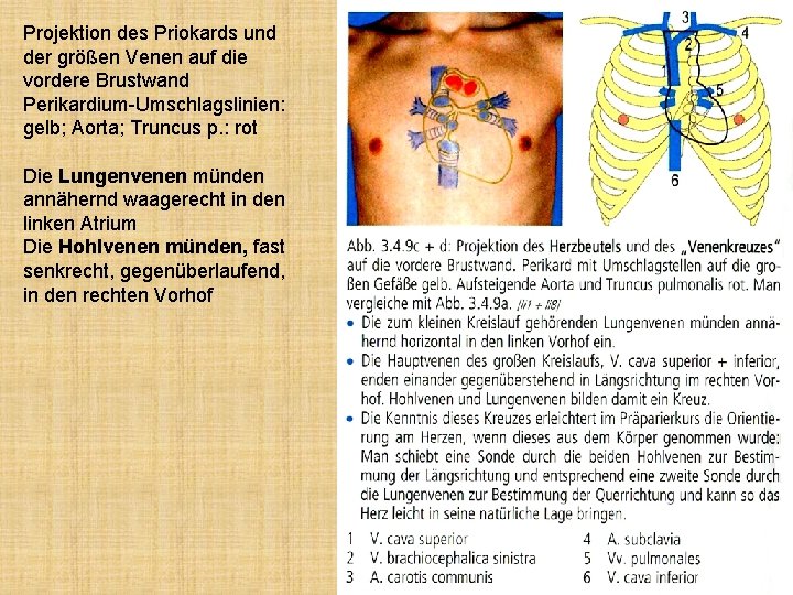 Projektion des Priokards und der größen Venen auf die vordere Brustwand Perikardium-Umschlagslinien: gelb; Aorta;