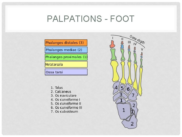 PALPATIONS - FOOT 