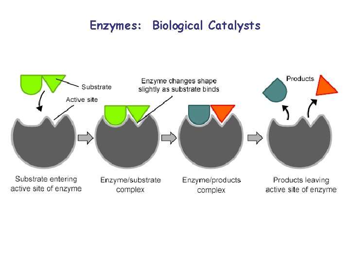 Enzymes: Biological Catalysts 