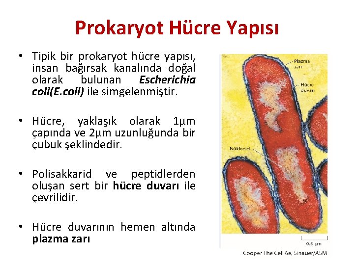 Prokaryot Hücre Yapısı • Tipik bir prokaryot hücre yapısı, insan bağırsak kanalında doğal olarak