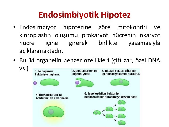 Endosimbiyotik Hipotez • Endosimbiyoz hipotezine göre mitokondri ve kloroplastın oluşumu prokaryot hücrenin ökaryot hücre