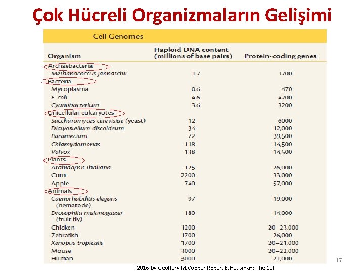 Çok Hücreli Organizmaların Gelişimi 17 2016 by Geoffery M. Cooper Robert E. Hausman; The