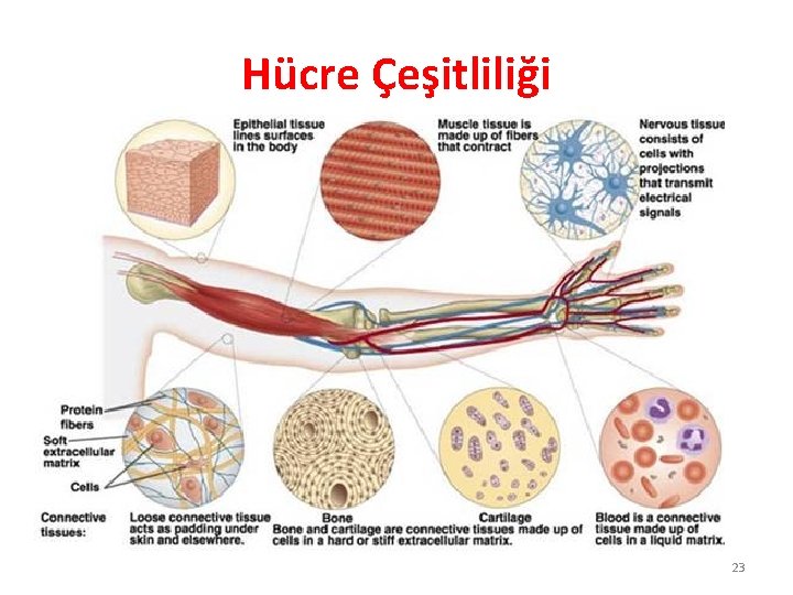 Hücre Çeşitliliği 23 