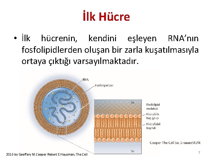 İlk Hücre • İlk hücrenin, kendini eşleyen RNA’nın fosfolipidlerden oluşan bir zarla kuşatılmasıyla ortaya