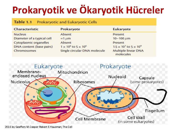 Prokaryotik ve Ökaryotik Hücreler 2016 by Geoffery M. Cooper Robert E. Hausman; The Cell