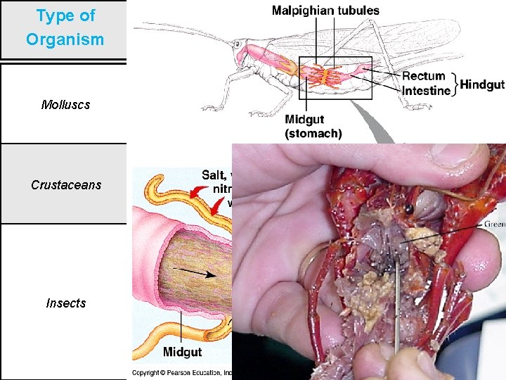 Type of Organism Structure Molluscs Nephridia or metaphridia Crustaceans Antennal/green gland Insects Malpighian tubules