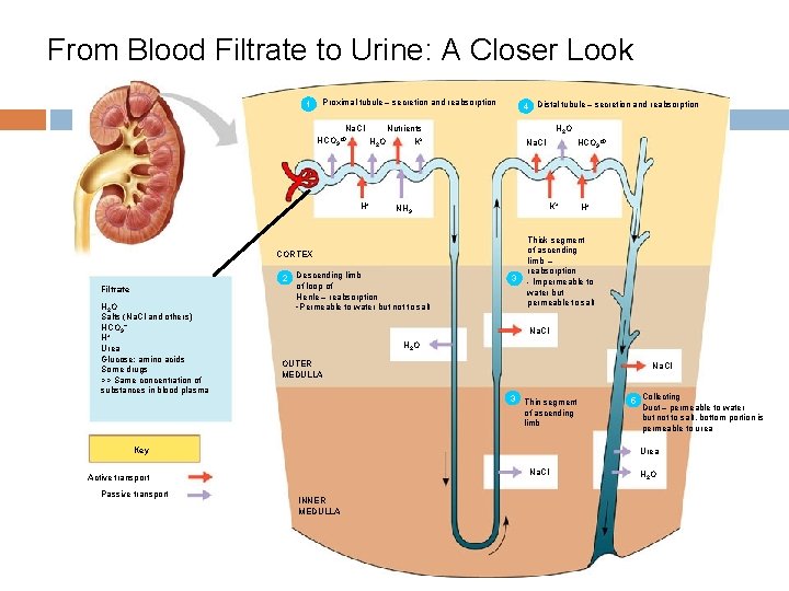 From Blood Filtrate to Urine: A Closer Look 1 Proximal tubule – secretion and