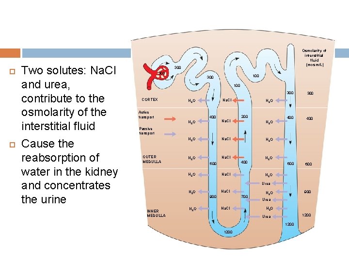  Two solutes: Na. Cl and urea, contribute to the osmolarity of the interstitial