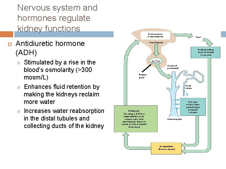 Nervous system and hormones regulate kidney functions Osmoreceptors in hypothalamus Antidiuretic hormone (ADH) Stimulated