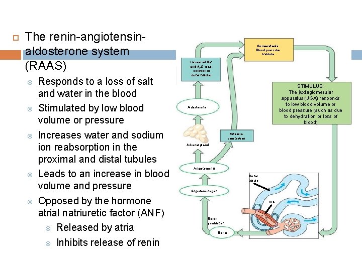  The renin-angiotensinaldosterone system (RAAS) Responds to a loss of salt and water in
