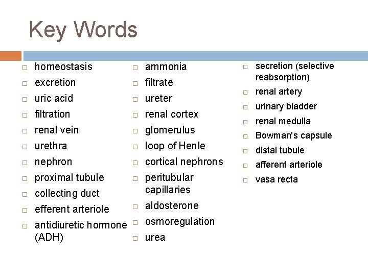 Key Words homeostasis ammonia excretion filtrate uric acid ureter filtration renal cortex renal vein