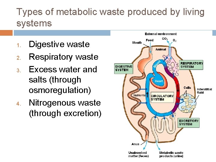 Types of metabolic waste produced by living systems 1. 2. 3. 4. Digestive waste