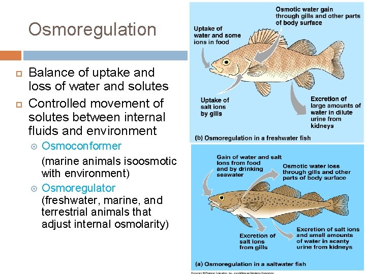 Osmoregulation Balance of uptake and loss of water and solutes Controlled movement of solutes
