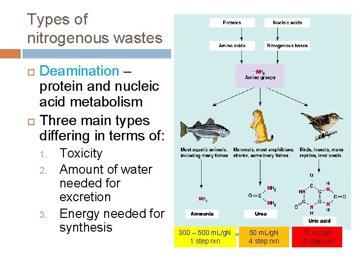 Types of nitrogenous wastes Deamination – protein and nucleic acid metabolism Three main types