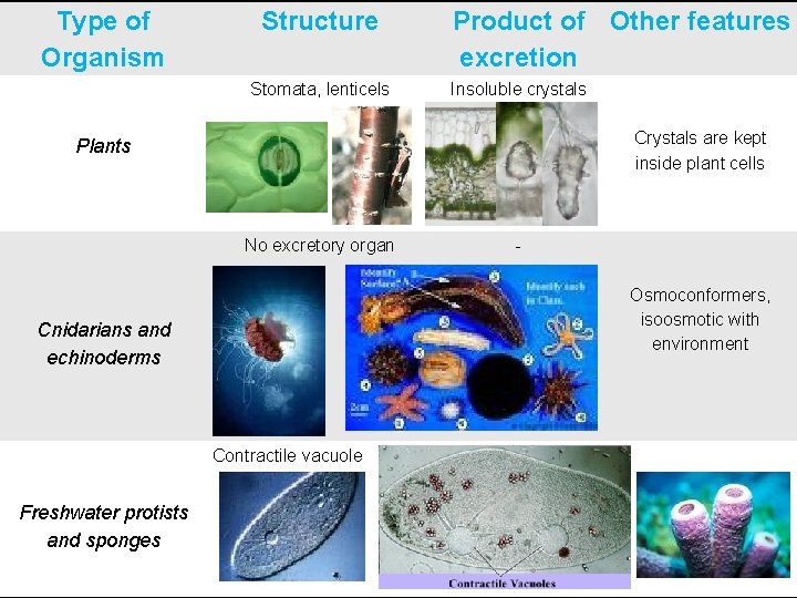 Type of Organism Structure Stomata, lenticels Product of Other features excretion Insoluble crystals Crystals