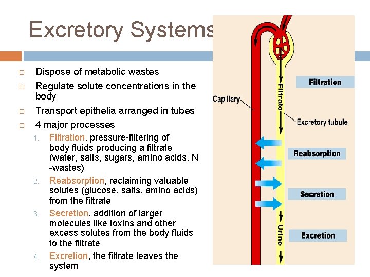 Excretory Systems Dispose of metabolic wastes Regulate solute concentrations in the body Transport epithelia