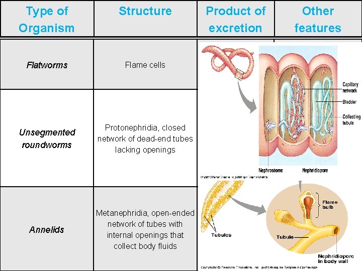 Type of Organism Structure Flatworms Flame cells Unsegmented roundworms Protonephridia, closed network of dead-end