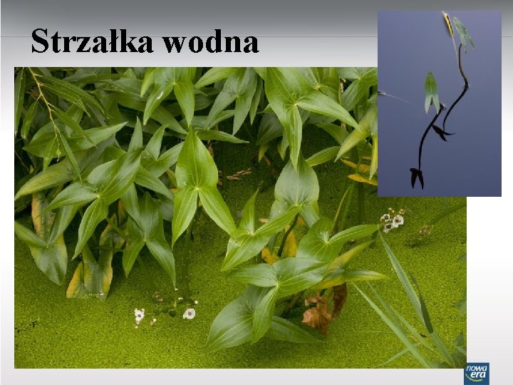 Strzałka wodna 