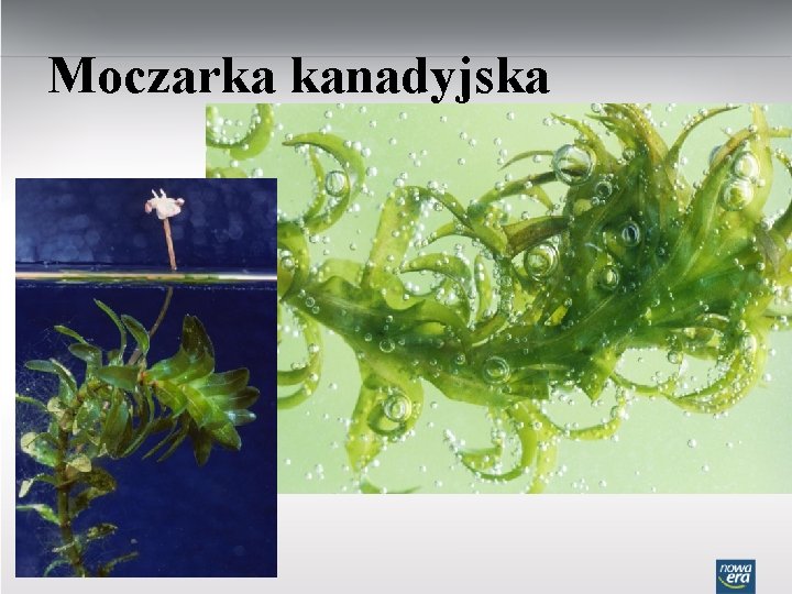 Moczarka kanadyjska 