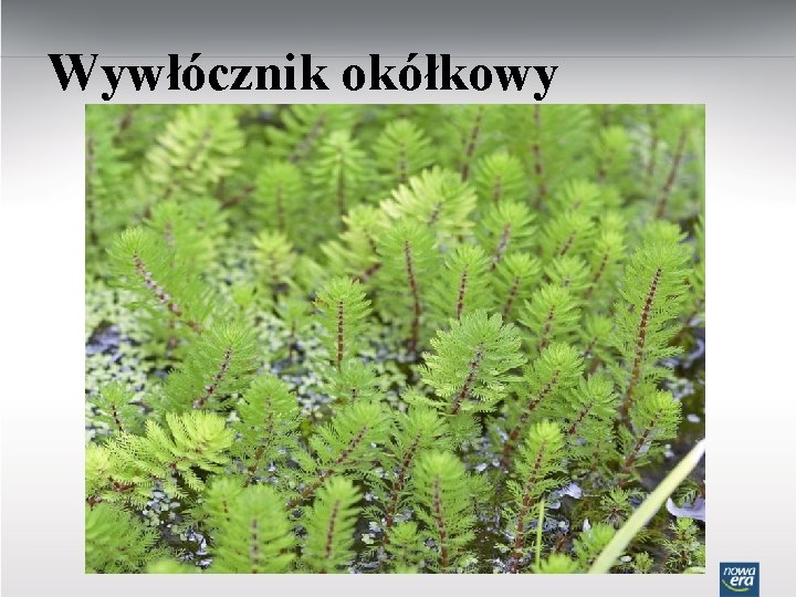 Wywłócznik okółkowy 