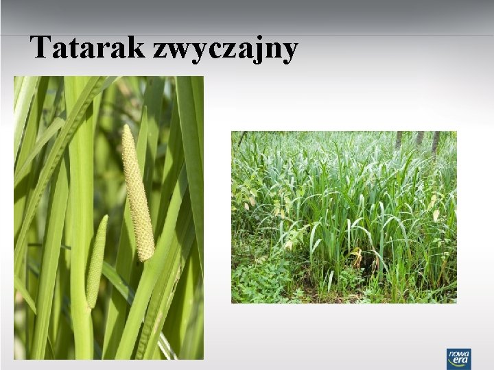 Tatarak zwyczajny 