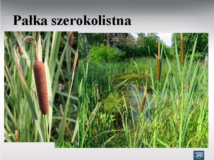 Pałka szerokolistna 