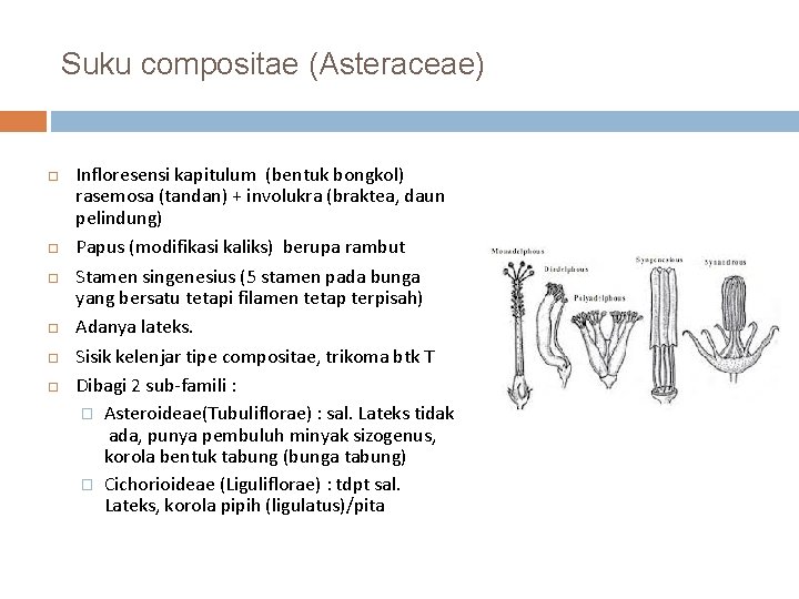 Suku compositae (Asteraceae) Infloresensi kapitulum (bentuk bongkol) rasemosa (tandan) + involukra (braktea, daun pelindung)