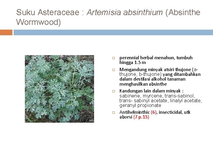 Suku Asteraceae : Artemisia absinthium (Absinthe Wormwood) perennial herbal menahun, tumbuh hingga 1. 5